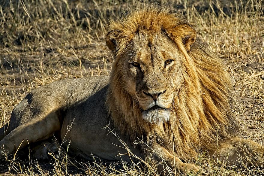leu, animal, coamă, mamifer, prădător, animale sălbatice, Safari, grădină zoologică, natură, fotografie din fauna salbatica, pustie