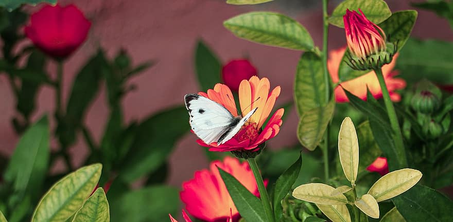 borboleta, flores, polinizar, polinização, inseto, inseto com asas, Asas de borboleta, flor, Flor, flora, fauna