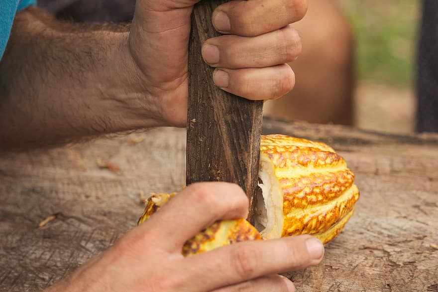Cacao, Chocolate, Fruit, Cutting, Yellow, Work, Farming, South America, Hands, Opening