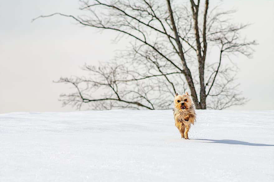 Yorkshire Terrier, câine, animal de companie, canin, animal, blană, bot, mamifer, portret de câine, lumea animalelor, iarnă