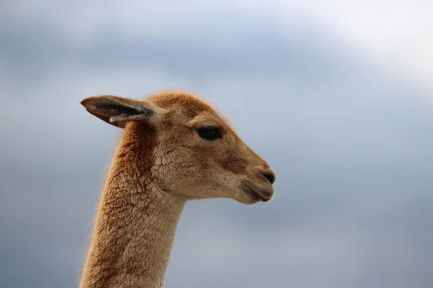 vicuña, zvíře, volně žijících živočichů, hlava, tvář
