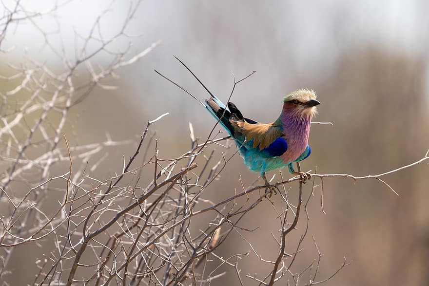 Lilac-breasted Roller, Bird, Tree, African Bird, Animal, Wildlife, Fauna, Nature, Wilderness, Safari, Perched