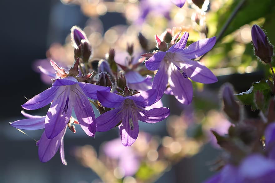Dalmatian tyynykukka, kukka, kellokukka, campanula portenschlagiana, kukkii, kasvi, maahan, violetit kukat, kesä, valo, valon ilmaantuvuus
