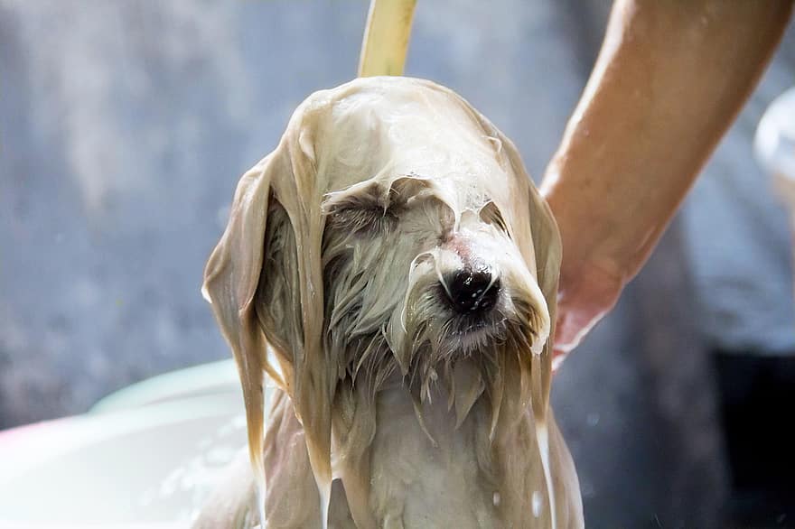 hond, het baden, nat, huisdier, puppy, dier, baden, hoektand, schattig, aanbiddelijk