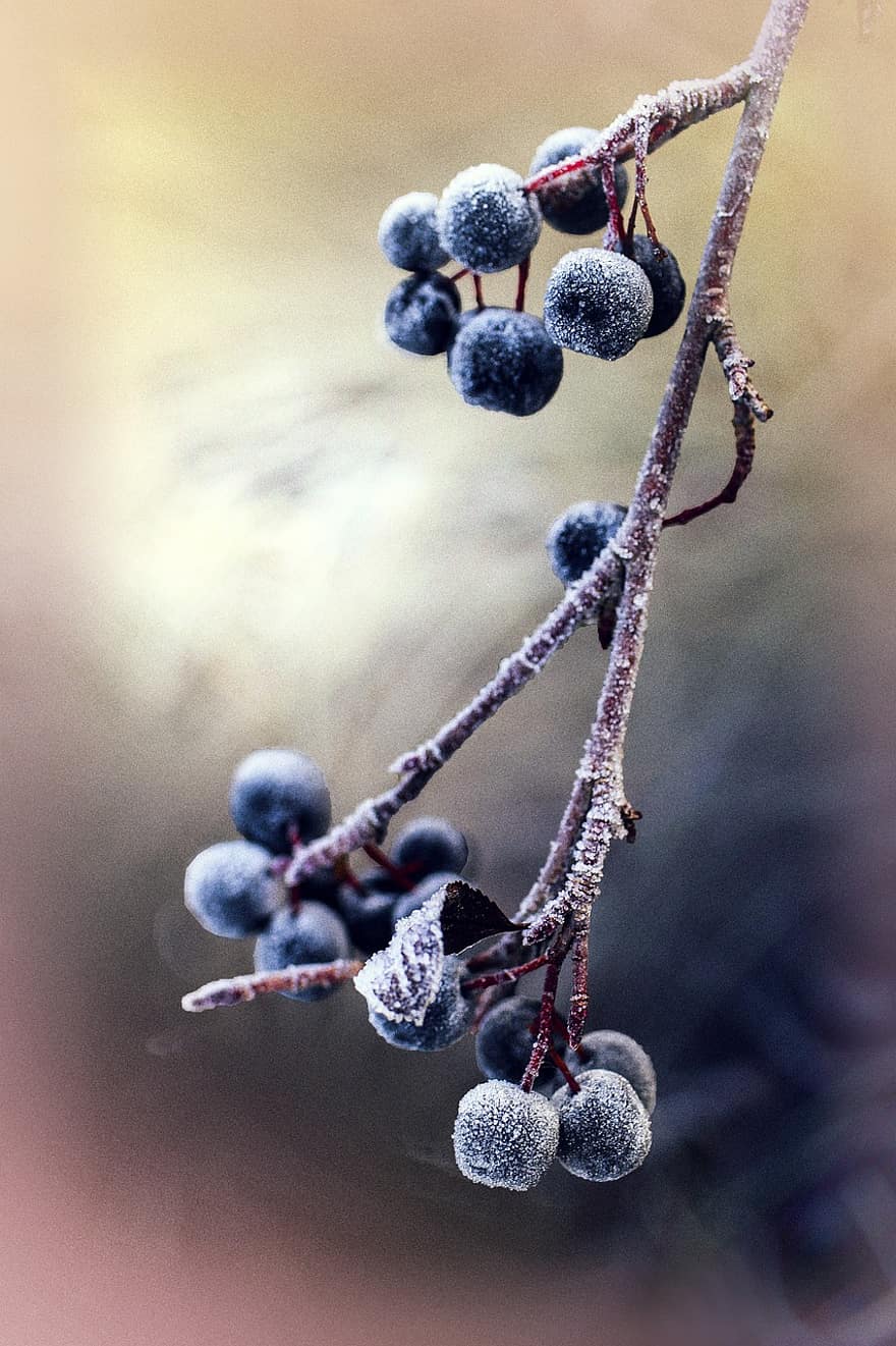 Berries, Branch, Frost, Chokeberries, Aronia, Ice, Cold, Winter, Hoarfrost, Frozen, Iced