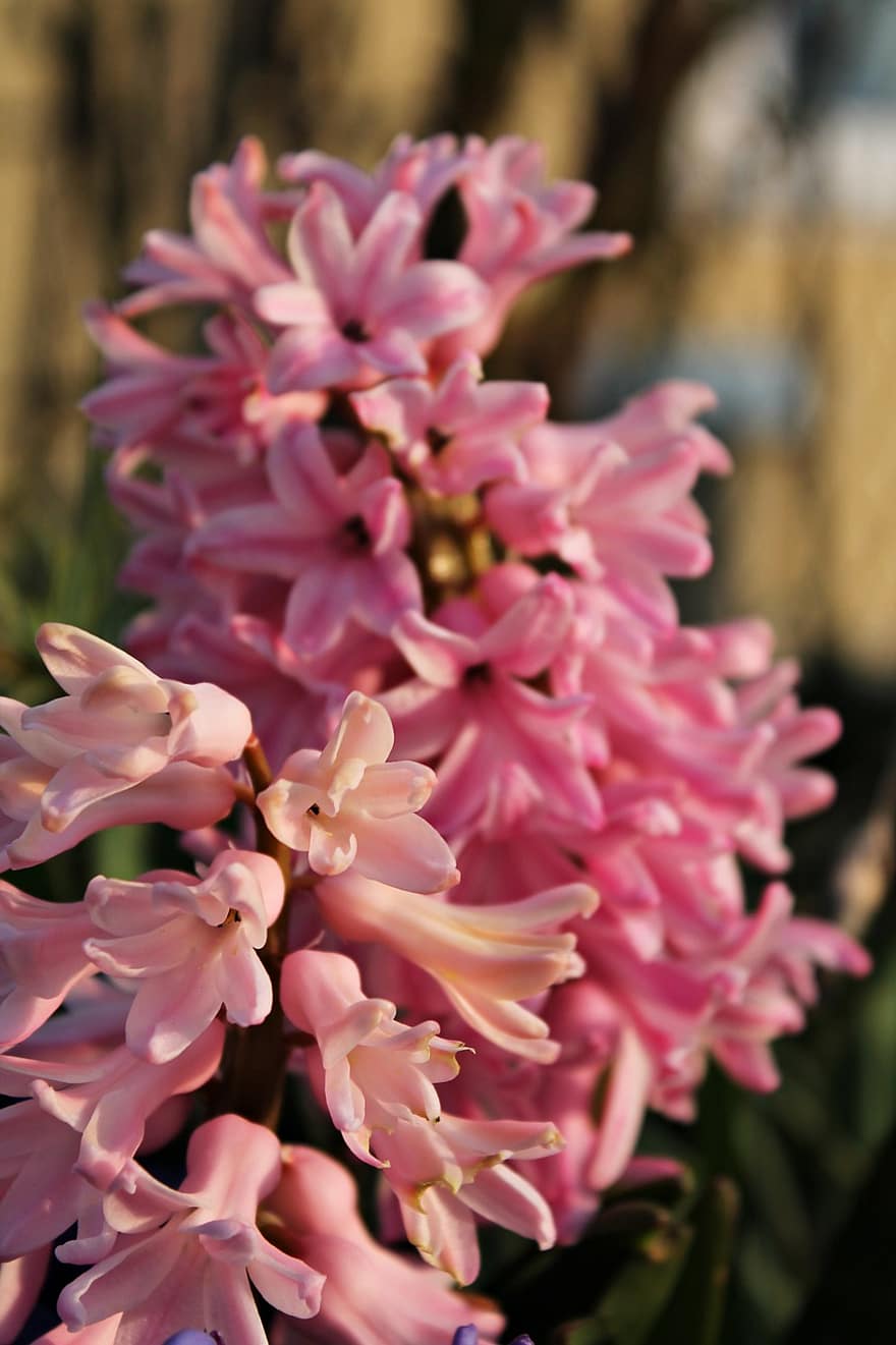 Hyacinth, Spring Flowers, Pink Flower, Frühlingsanfang, Flowers, Spring, Nature, Pink, Early Bloomer, Close Up, Spring Awakening