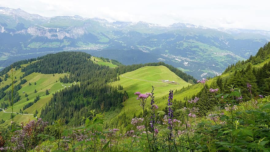 safien-vallei, weide, alpine, berg-, veld-, heuvels, Zwitserland, natuur