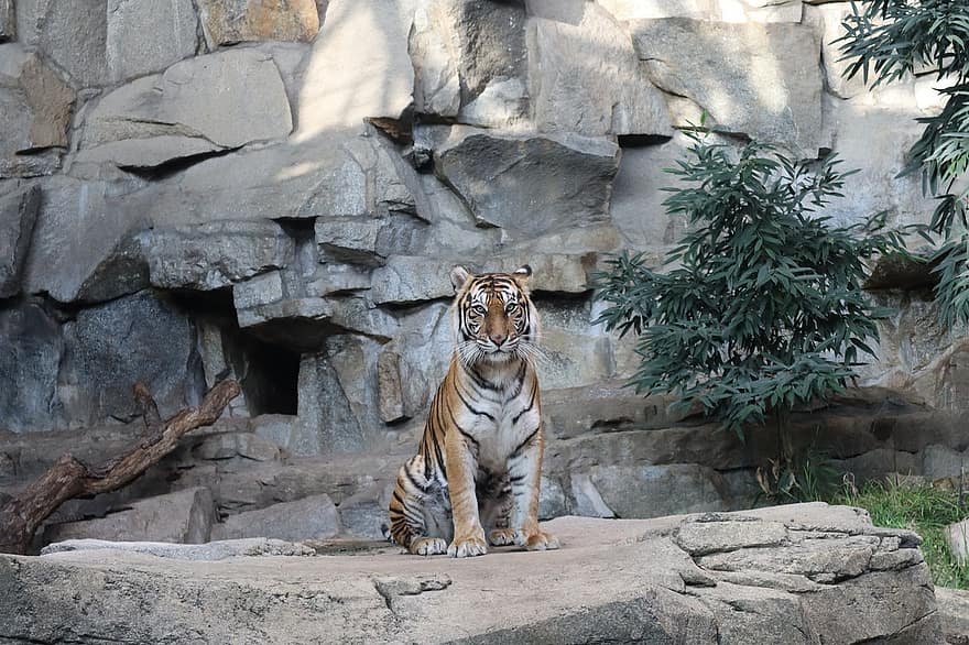 tigris, állat, állatkert, bengáli tigris, macskaféle, vadon élő állatok, undomesticált macska, veszélyeztetett fajok, csíkos, nagy, nagy macska