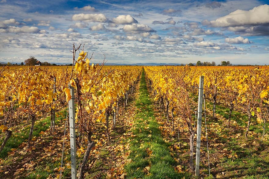kebun anggur, pertanian, alam, pedesaan, pemandangan pedesaan, musim gugur, kuning, tanah pertanian, anggur, pembuatan anggur, pemandangan