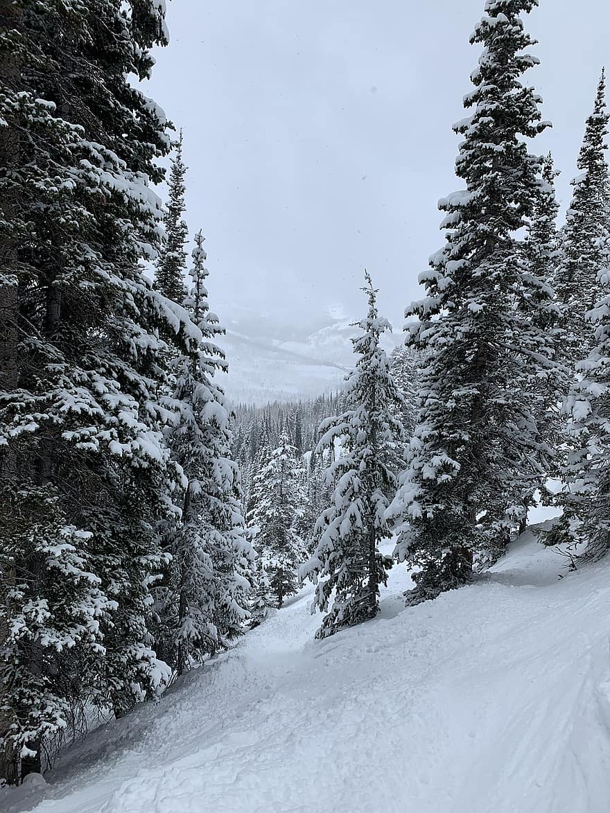 winter, Utah, ski, eenzaamheid, berg-, wasatch