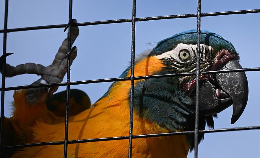 macaw, papagal, pasăre, cioc, pene, pană, a închide, multi colorate, animale în sălbăticie, galben, animale de companie