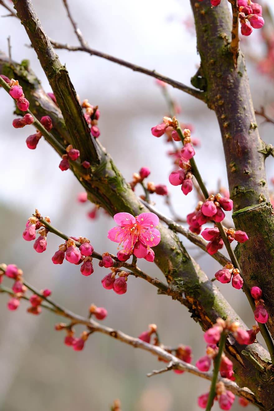 flores de ameixa, flores cor de rosa, natureza, Primavera, flores, ramo, fechar-se, primavera, flor, plantar, árvore