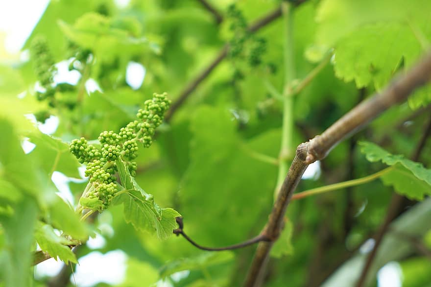 Wine, Vine, Grapevine, Grapes, Winegrowing, Vines, Rebstock, Nature, Green, Delicious, Fresh