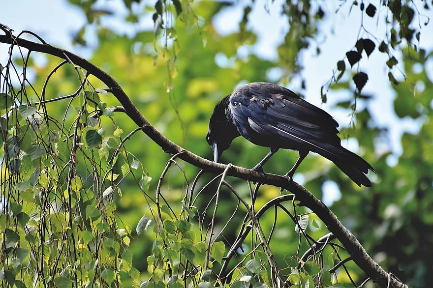 corb, Corb, ocell de corb, ocell, animal, negre, bedoll, branca, arbre