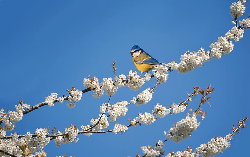 яблоневый цвет, голубая синица, птица, весна, животное, Цветущая, белые цветы