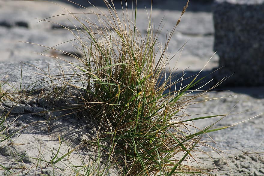 трава, природа, песок, морские водоросли
