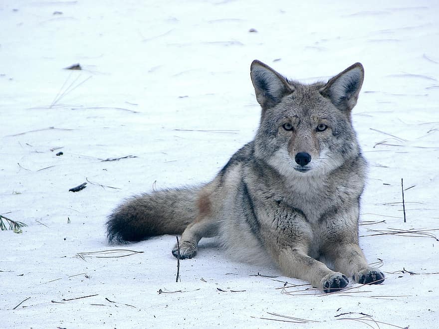 coyote, dzīvnieku, sniegs, ziemā, suņiem, zīdītāju, savvaļas dzīvnieki, savvaļas, tuksnesī, raksturs, yosemite