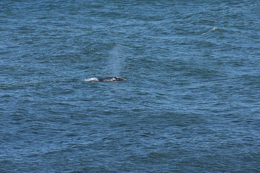 baleia jubarte, golpe, oceano, baleia, animal, mar, agua