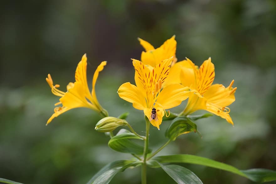 насекомо, цветя, жълти цветя, разцвет, цвят, жълти венчелистчета, листенца, флора, цветарски, градинарство, ботаника