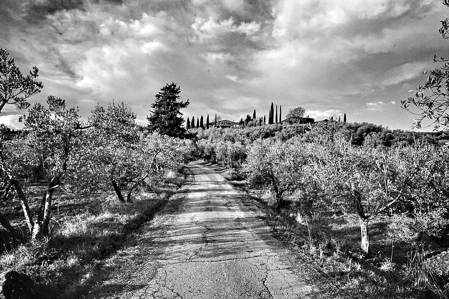 Toscane, platteland, olijfbomen, bomen, Italië, landbouw, wijngaard, landschap, farm, zwart en wit, boom