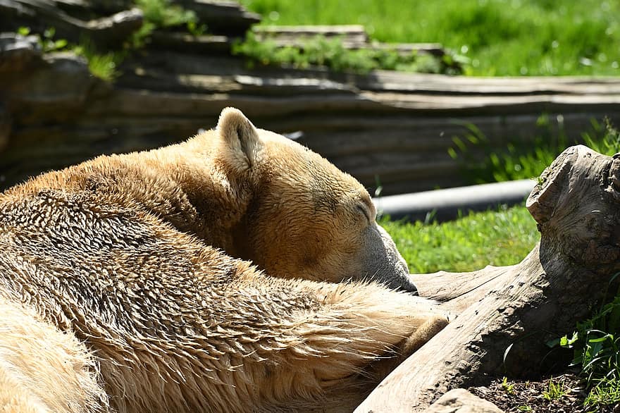 lední medvěd, spící, zoo, savec, spací, medvěd, odpočinek, odpočívá, zvíře, živočišného světa
