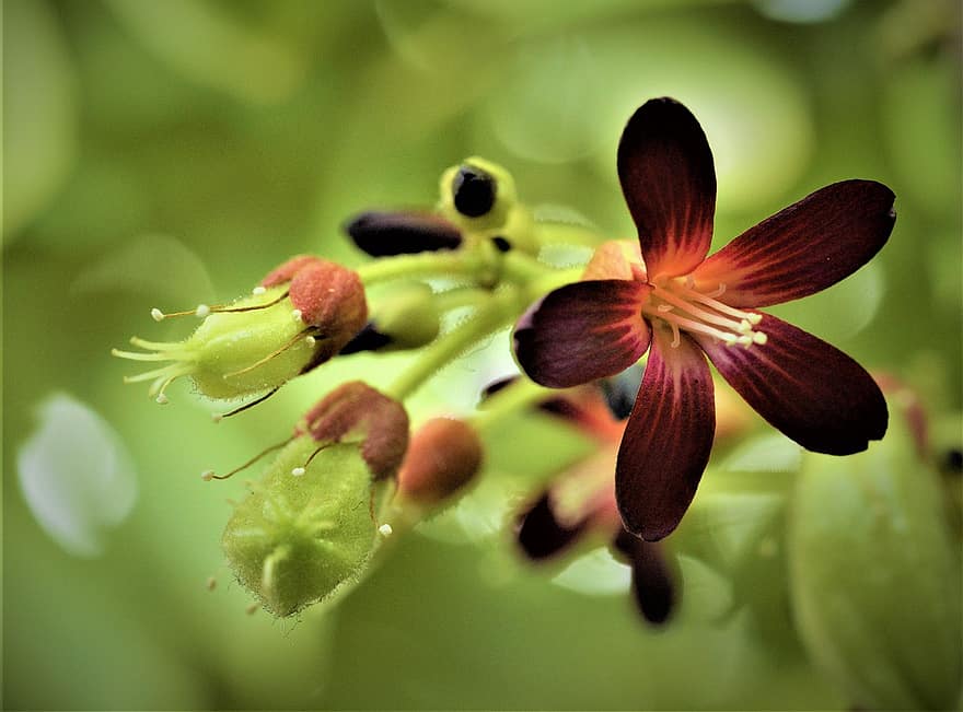 एवरहोआ बिलिम्बी, फूल, छोटे, लाल, वनस्पति, फल