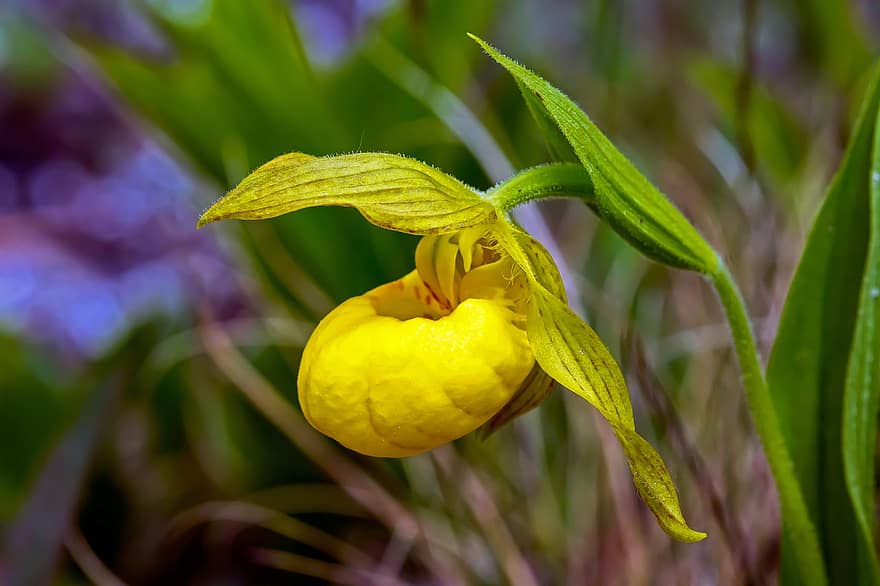 Orchidej střevíčník žlutý, orchidej, květ, žlutý květ, rostlina, divoká rostlina