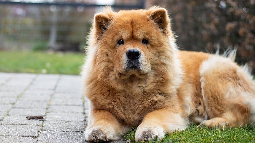 Chow Chow, Dog, Backyard, Pet, Canine, Animal, Outdoors, pets, purebred dog, cute, puppy