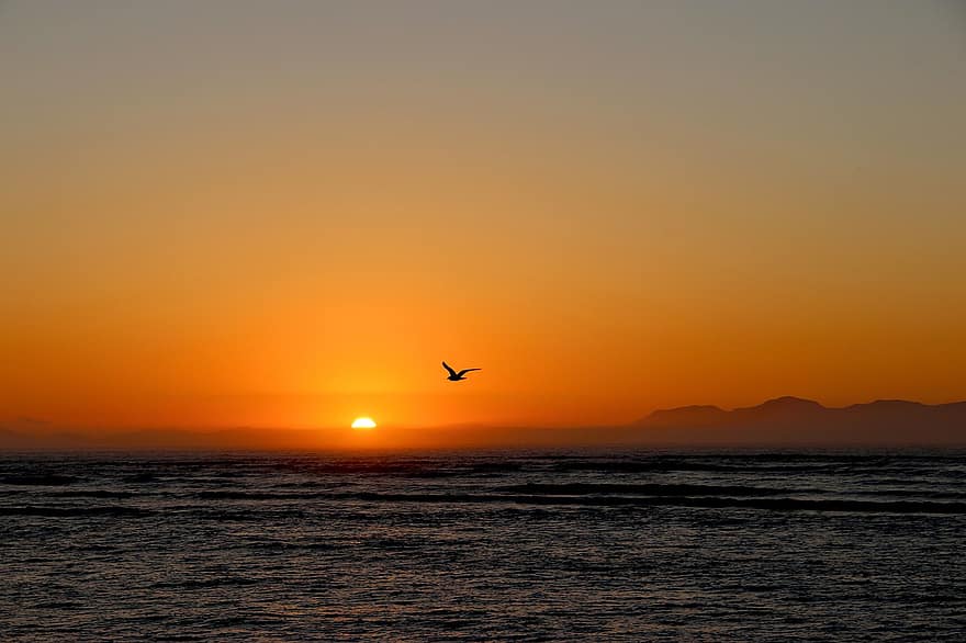 Sunset, Sea, Flying Bird, Sun, Sunlight, Silhouette, Seagull, Ocean, Water, Dusk, Evening