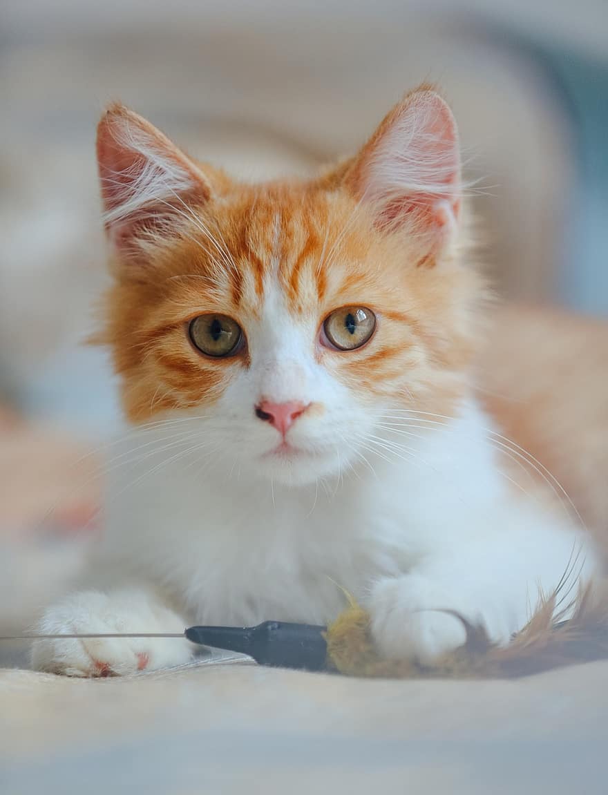 gatto, gattino, gatto arancione, ritratto, ritratto di gatto, soriano, tabby arancione, gatto soriano, felino, animale domestico, mammifero
