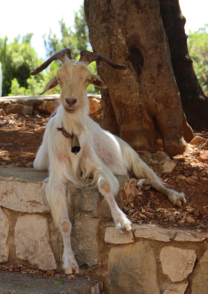 Capra, Goat, Animal, Livestock