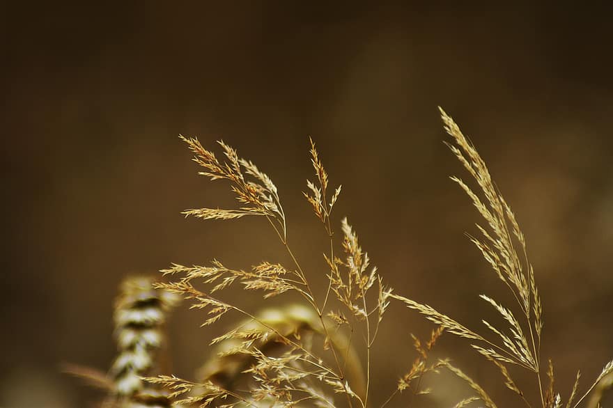 pšenice, rostlina, oříznutí, zemědělství, obilí, cereálie, Příroda, semínko, ekonomika, venkovský, zdravý
