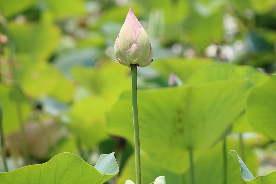 lotus, Waterlelie, bloemknop, natuur, vijver, flora, blad, fabriek, bloemhoofd, groene kleur, detailopname