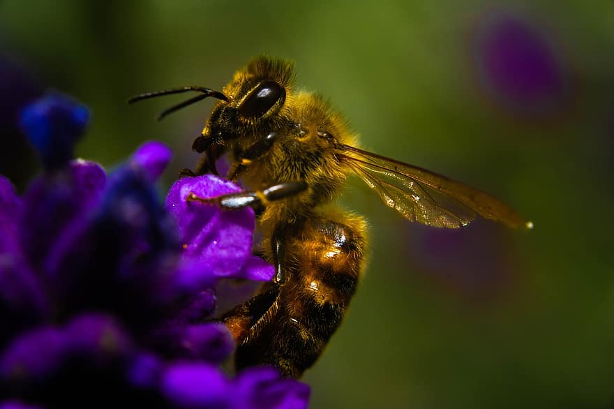 bi, sammankomst, insekt, flygande, växt, vår, svävande, flyg, honung, flyga, stamen