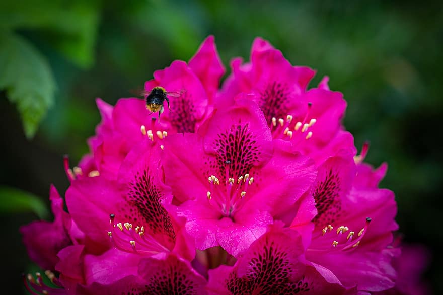 lebah, rhododendron, penyerbukan, serangga, merapatkan, bunga-bunga merah muda, bunga-bunga, belukar, bunga, taman, menanam