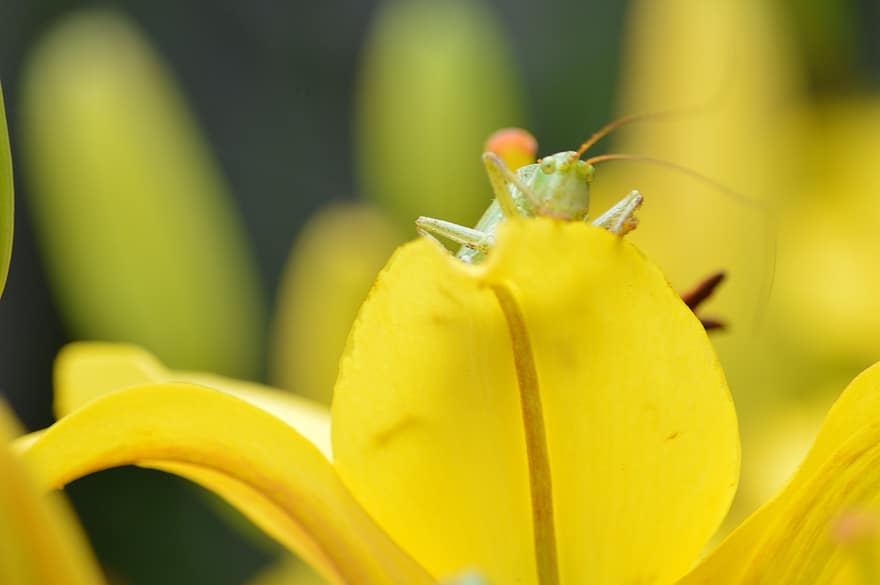 Insect, Flower, Animal, Grasshopper