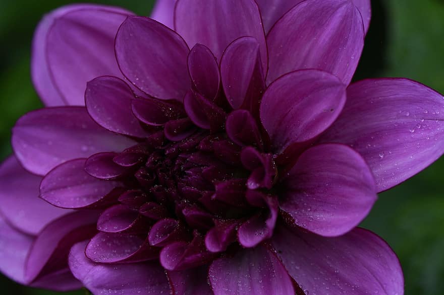 ダリア、紫の、咲く、花