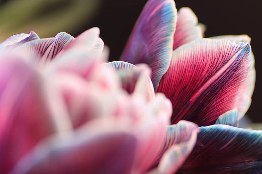 blomst, tulipan, vår, blomstre, makro, petals, nærbilde, anlegg, petal, lilla, multi farget