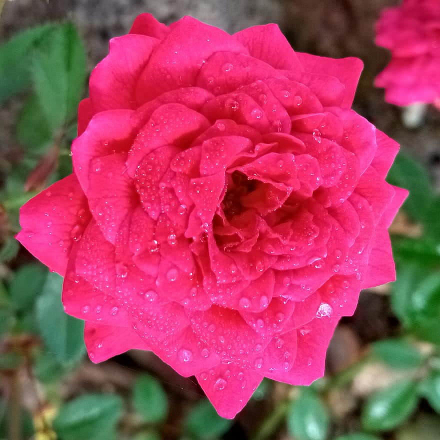 Rose, fleur, plante, rose rose, rosée, humide, des gouttes de rosée, fleur rose, pétales, Floraison, la nature