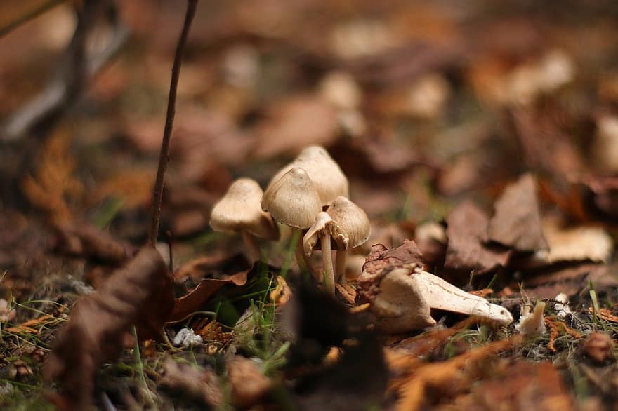 грибы, осень, лес, природа, ядовитый, галлюцинаций, крупный план, блюдо, питание, время года, грибок