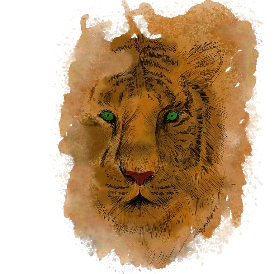 Tigre, bosquejo, dibujo, animal, salvaje, mundo animal, depredador, gato montés, carnívoros, zoo, pintura
