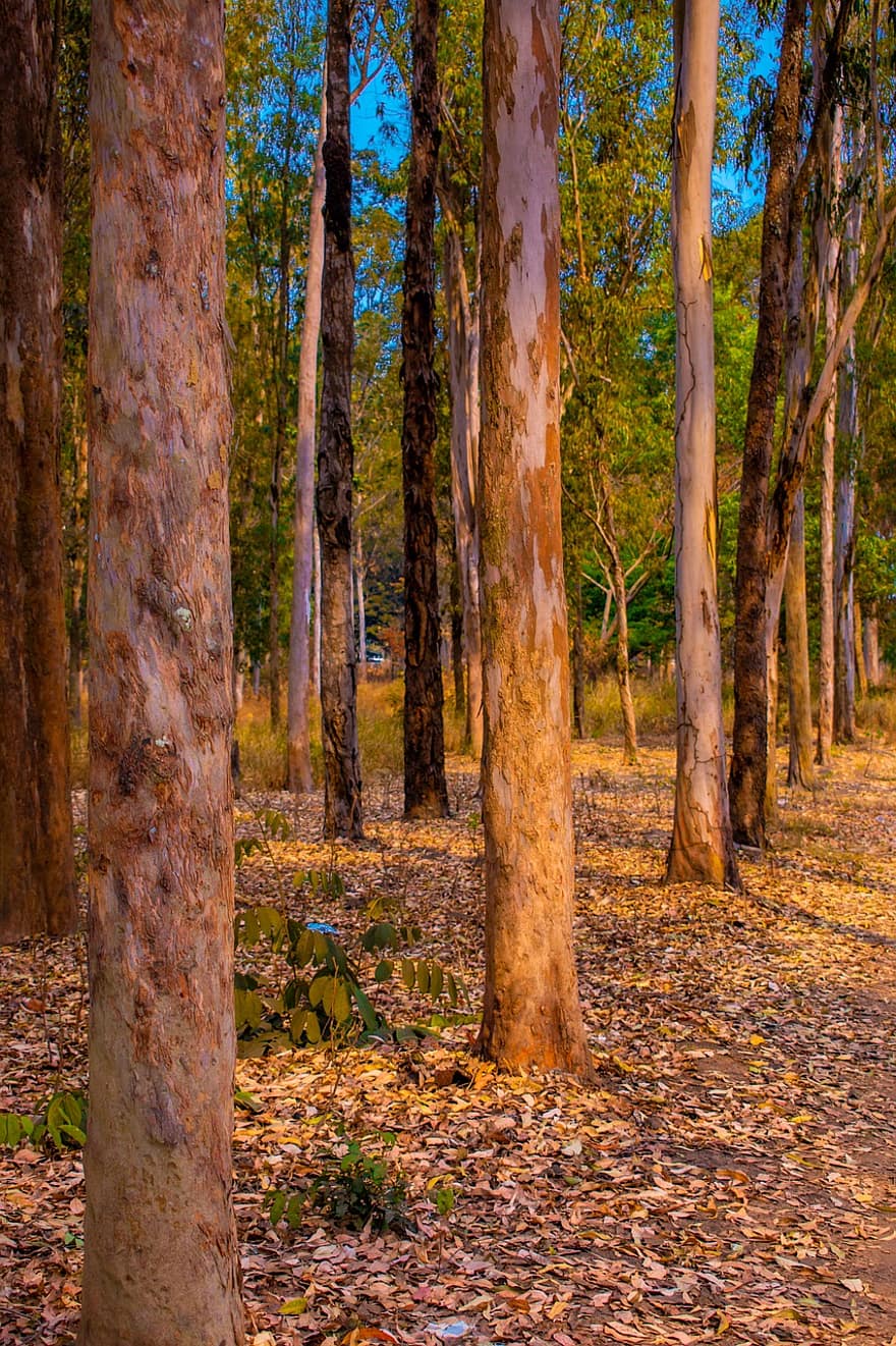 drzewa, Droga, ścieżka, odchodzi, listowie, głębokość, eukaliptus, las