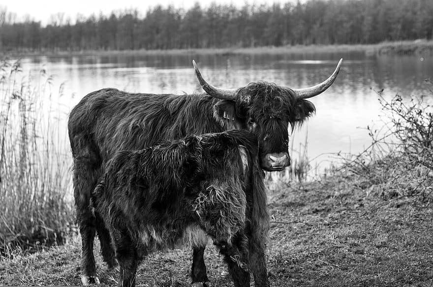 con bò, động vật nhai lại, quái thú, hoang dã, người Scotland, cỏ, vùng cao, thú vật, Thiên nhiên, rừng, gia súc