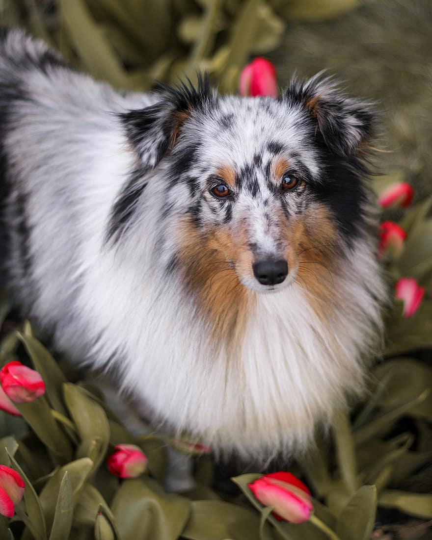 chien, Sheltie, animal de compagnie, canin, race, animal, mammifère, fleur, tulipes, printemps, la nature