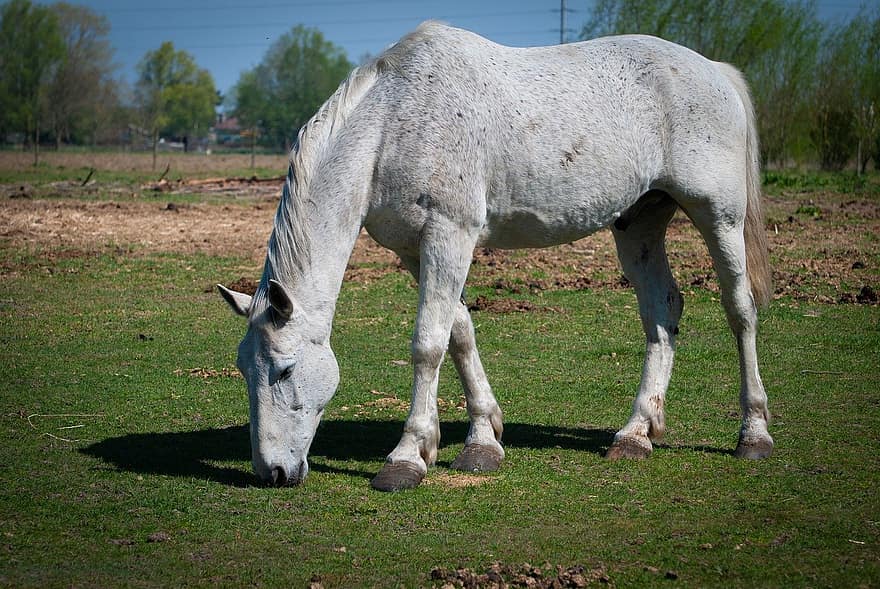 cavalo, cavalo branco, pasto, equídeos, mamífero, montar, Draft Animal, animal de fazenda, garanhão, égua, juba