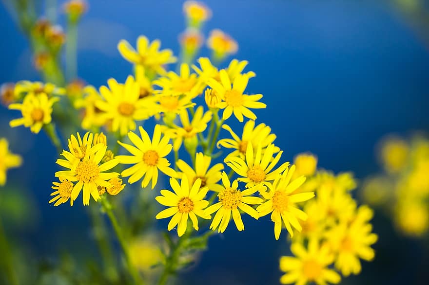 цвете, жълт, цвят, жълт кантарион, johanniskraut, ботаника, разцвет