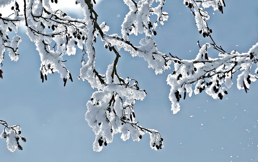 árvore, flocos de neve, filiais, frio, inverno, neve, temporada, geada, ramo, gelo, azul