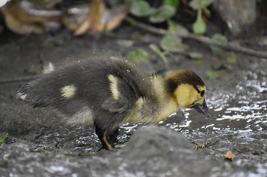 Duck, New Born, Tiny, Drinking, Wildlife, Animal, Portrait, Fur, Pond, Lakeside, Lake