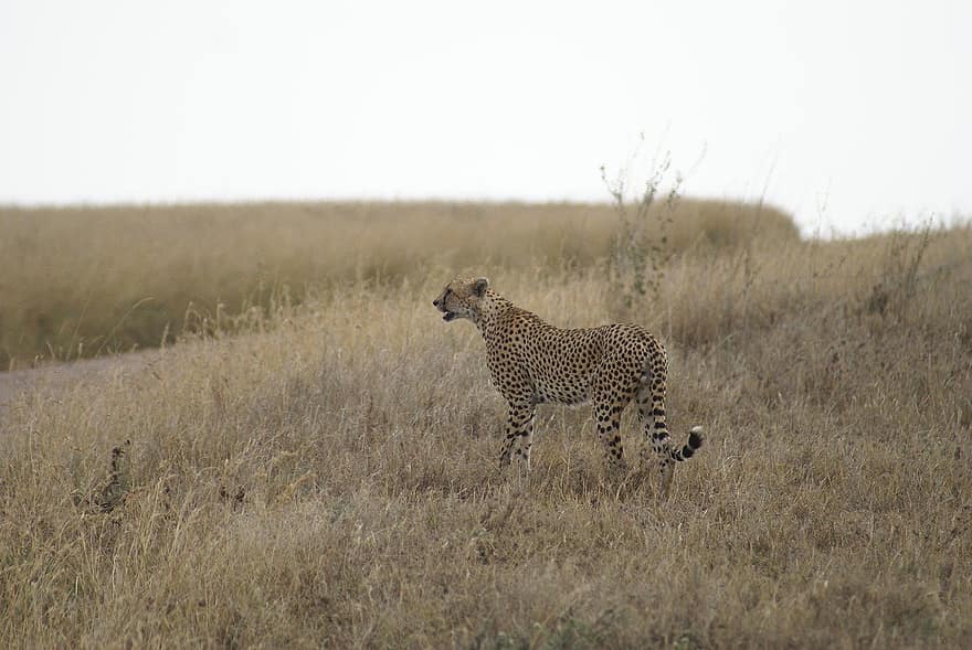 gepard, dyr, safari, dyr i naturen, Afrika, undomesticated cat, safari dyr, savanne, feline, vildmarksområde, hastighed