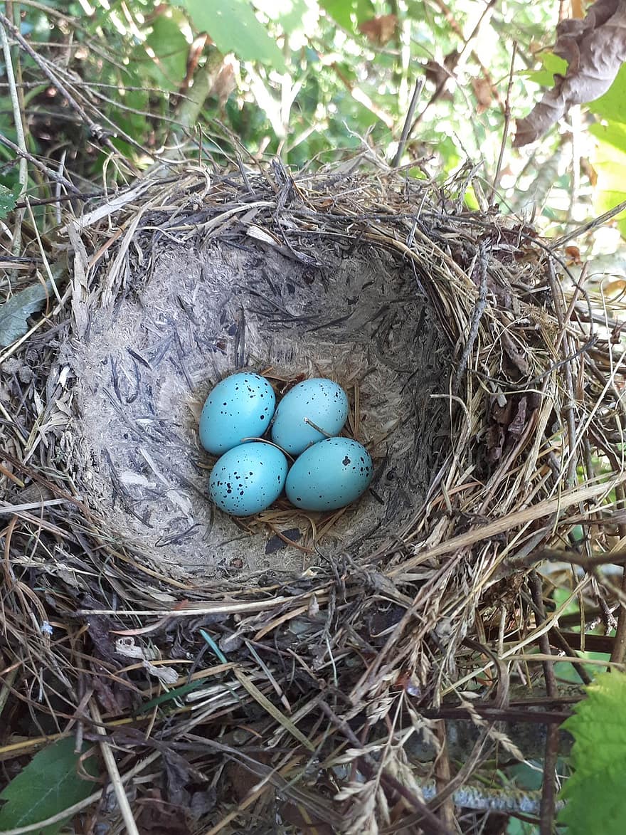 синие яйца, яйца, гнездо, птица, животное, живая природа